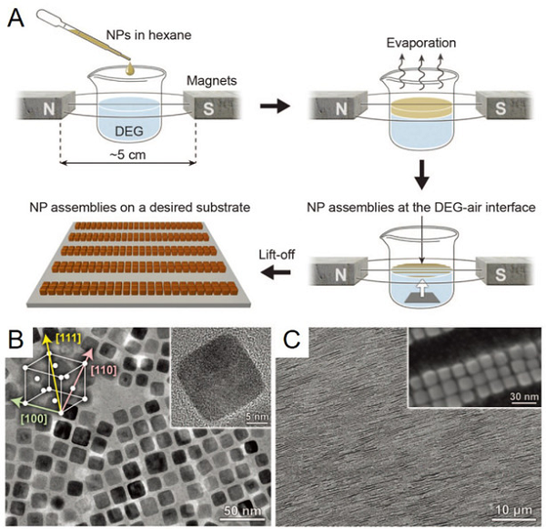 Potentaci medialni w USA