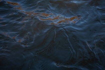 Protestujący w Massachusetts