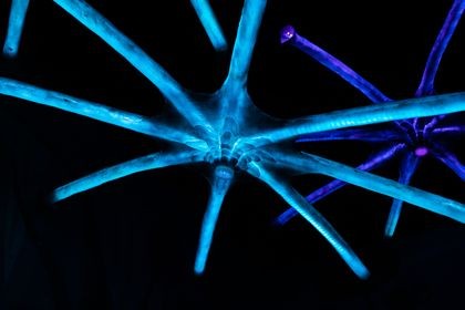 uszkodzenia bialko kolczaste